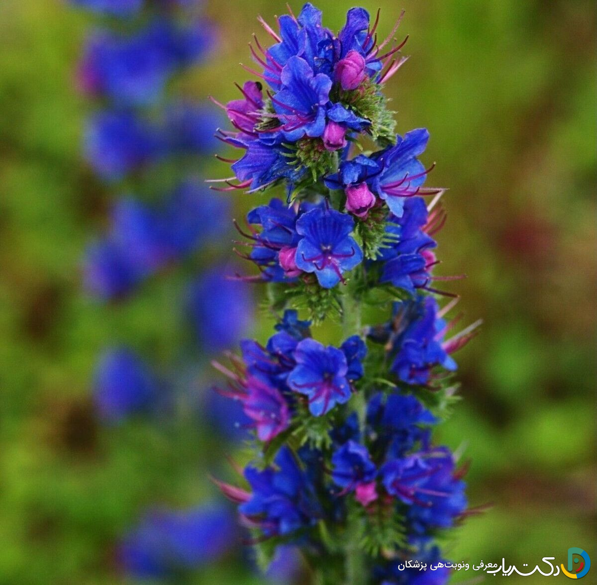 خواص گل گاوزبان برای قلب